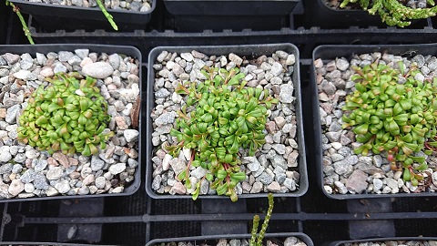 Diapensia lapponica obovata - 8cm pot 